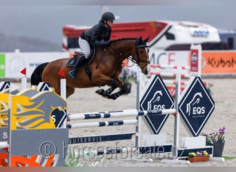 Warmblood checo, Caballo castrado, 6 años, 168 cm, Castaño