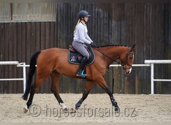 Warmblood checo, Caballo castrado, 6 años, 168 cm, Castaño