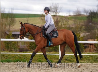 Warmblood checo, Caballo castrado, 6 años, 168 cm, Castaño