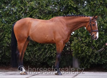 Warmblood checo, Caballo castrado, 6 años, 168 cm, Castaño