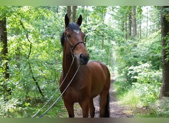 Warmblood checo, Caballo castrado, 6 años, 168 cm, Castaño