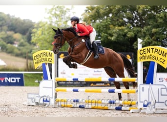 Warmblood checo, Caballo castrado, 6 años, 171 cm, Castaño