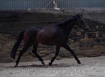 Warmblood checo, Caballo castrado, 6 años, 171 cm, Castaño oscuro