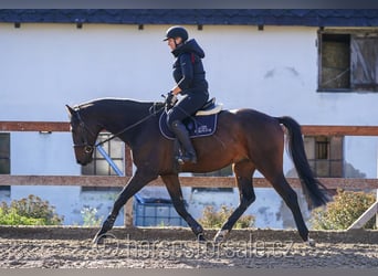 Warmblood checo, Caballo castrado, 6 años, 171 cm, Castaño oscuro