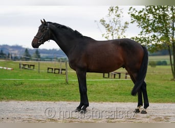 Warmblood checo, Caballo castrado, 6 años, 171 cm, Castaño oscuro