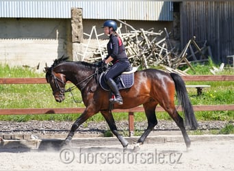 Warmblood checo, Caballo castrado, 6 años, 171 cm, Castaño oscuro