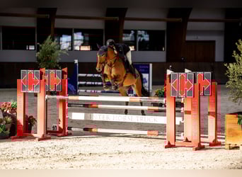 Warmblood checo, Caballo castrado, 6 años, 173 cm, Castaño