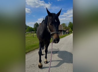 Warmblood checo, Caballo castrado, 6 años, 178 cm, Morcillo