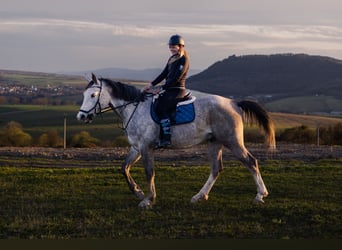 Warmblood checo, Caballo castrado, 6 años, 180 cm, Tordo