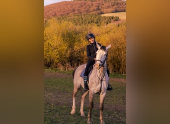 Warmblood checo, Caballo castrado, 6 años, 180 cm, Tordo