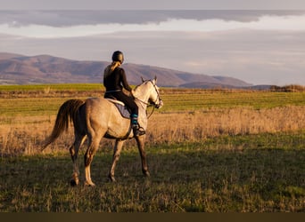 Warmblood checo, Caballo castrado, 6 años, 180 cm, Tordo