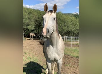 Warmblood checo, Caballo castrado, 6 años, 180 cm, Tordo