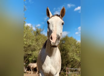 Warmblood checo, Caballo castrado, 6 años, 180 cm, Tordo