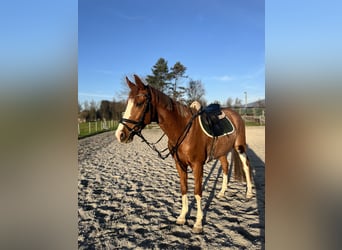 Warmblood checo, Caballo castrado, 7 años, 160 cm, Alazán