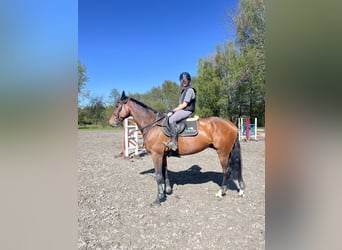 Warmblood checo, Caballo castrado, 7 años, 165 cm, Castaño