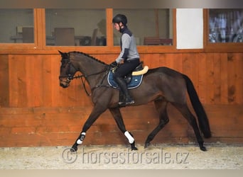 Warmblood checo, Caballo castrado, 7 años, 166 cm, Castaño