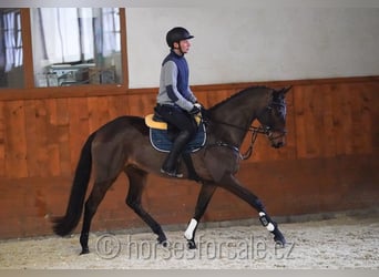 Warmblood checo, Caballo castrado, 7 años, 166 cm, Castaño