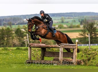 Warmblood checo, Caballo castrado, 7 años, 166 cm, Castaño