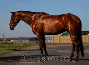 Warmblood checo, Caballo castrado, 7 años, 166 cm, Castaño