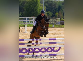 Warmblood checo, Caballo castrado, 7 años, 166 cm, Castaño