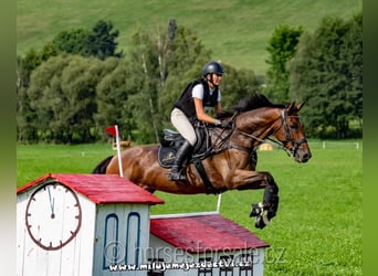 Warmblood checo, Caballo castrado, 7 años, 166 cm, Castaño