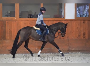 Warmblood checo, Caballo castrado, 7 años, 166 cm, Castaño