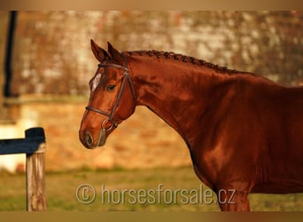 Warmblood checo, Caballo castrado, 7 años, 167 cm, Alazán