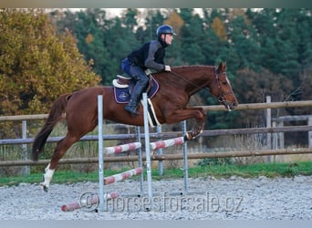 Warmblood checo, Caballo castrado, 7 años, 167 cm, Alazán