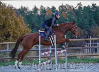 Warmblood checo, Caballo castrado, 7 años, 167 cm, Alazán