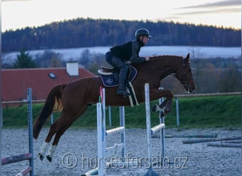 Warmblood checo, Caballo castrado, 7 años, 167 cm, Alazán