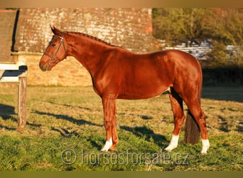 Warmblood checo, Caballo castrado, 7 años, 167 cm, Alazán