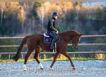 Warmblood checo, Caballo castrado, 7 años, 167 cm, Alazán