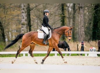 Warmblood checo, Caballo castrado, 7 años, 167 cm, Castaño