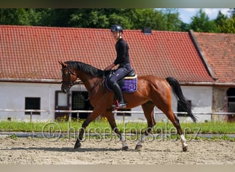 Warmblood checo, Caballo castrado, 7 años, 167 cm, Castaño
