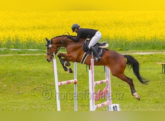 Warmblood checo, Caballo castrado, 7 años, 167 cm, Castaño