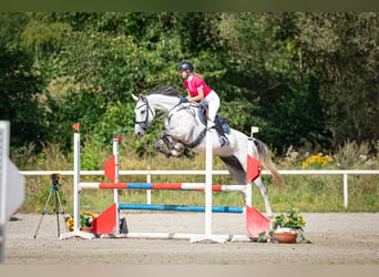 Warmblood checo, Caballo castrado, 7 años, 168 cm, Tordo