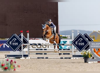 Warmblood checo, Caballo castrado, 7 años, 170 cm, Castaño rojizo