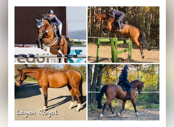 Warmblood checo, Caballo castrado, 7 años, 170 cm, Castaño rojizo