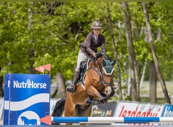 Warmblood checo, Caballo castrado, 7 años, 170 cm, Castaño rojizo