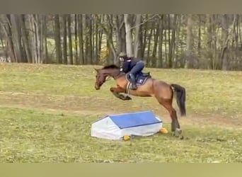 Warmblood checo, Caballo castrado, 7 años, 171 cm, Castaño