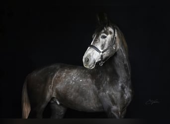 Warmblood checo, Caballo castrado, 7 años, 175 cm, Tordo