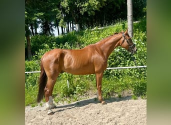Warmblood checo, Caballo castrado, 7 años, 180 cm, Alazán