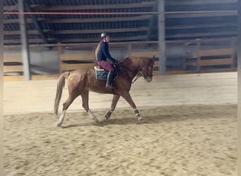 Warmblood checo, Caballo castrado, 7 años, 180 cm, Alazán