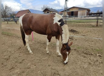 Warmblood checo, Caballo castrado, 8 años, 154 cm, Pío