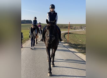 Warmblood checo, Caballo castrado, 8 años, 161 cm, Negro
