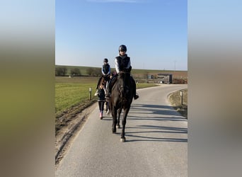 Warmblood checo, Caballo castrado, 8 años, 161 cm, Negro