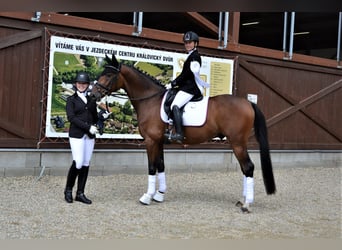 Warmblood checo, Caballo castrado, 8 años, 164 cm, Castaño rojizo