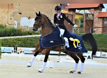 Warmblood checo, Caballo castrado, 8 años, 164 cm, Castaño rojizo