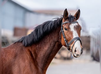 Warmblood checo, Caballo castrado, 8 años, 164 cm, Castaño rojizo