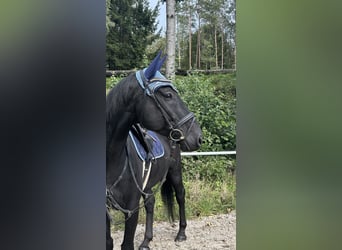 Warmblood checo, Caballo castrado, 8 años, 164 cm, Negro